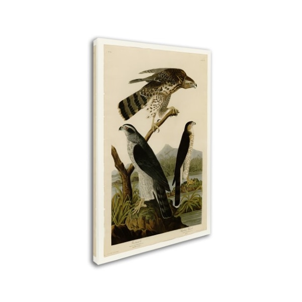Audubon 'Stanley Hawkplate 141' Canvas Art,22x32